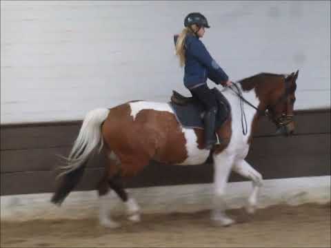 PEPE 7j. Reitpony Schecke zu verkaufen VB 7500,- Euro