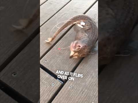 They found a weird creature while fishing 😳