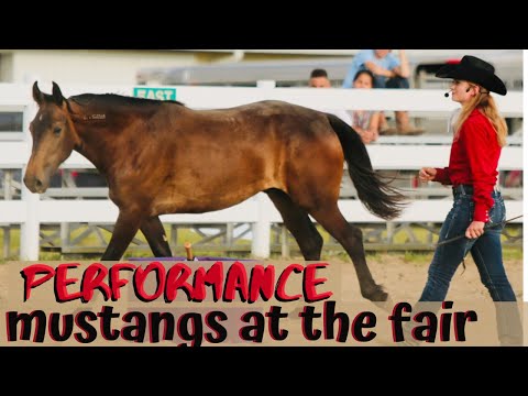 Meet the Mustangs | Liberty Performance and Mustang Demonstration