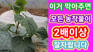 이거만 막아줘도 오이및  모든 농작물이 2배이상 잘 자랍니다 오이,참외,수박,미니밤단호박,애호박,고추,토마토…