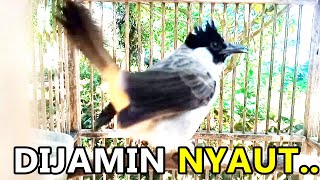 Download lagu PANCINGAN KUTILANG MUDA BELAJAR GACOR 100% AMPUH mp3