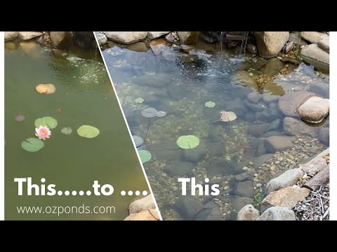 New pond| Stages| Treatments