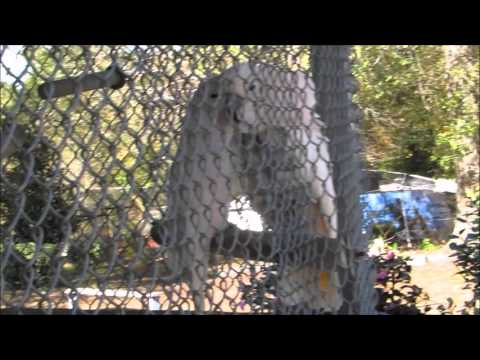 Adorable Pair of Cockatoos, Moluccan & Sulfur Crested Cockatoo Says Hi Casper Feathered Friends Fore