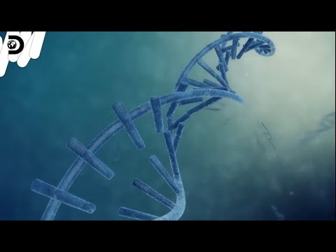 ボルジャニナについて詳しく解説