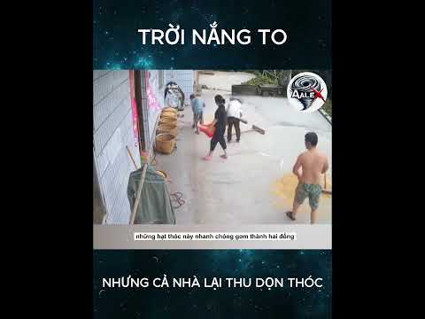 Trời đang nắng to nhưng cả nhà lại thu dọn thóc #shorts #shortvideo #review