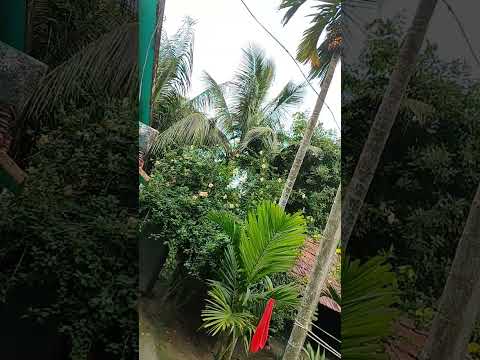 please 🙏 Follow my Account 🙏