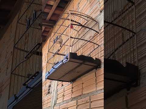 bigode padrão de Cururupu Maranhão