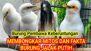 Download lagu BURUNG PEMBAWA KEBERUNTUNGAN | Mitos-mitos Burung Jalak Putih mp3