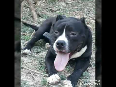 Hp Mani Lal sector 56