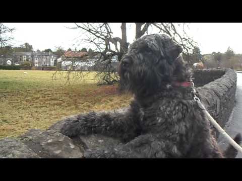 Bouvier Des Flandres, Alert Allways