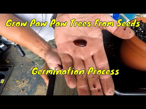 download lagu mp3 mp4 How To Grow Pawpaw, download lagu How To Grow Pawpaw gratis, unduh video klip How To Grow Pawpaw