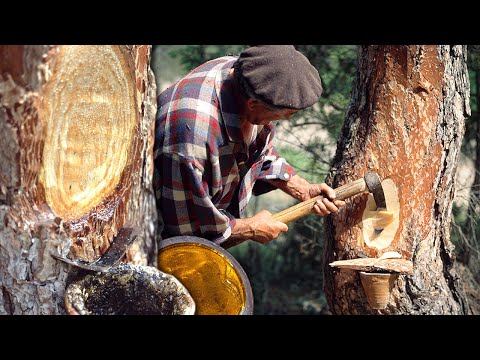 Resiners: Extracting the liquid gold of pine. Using the resin in chewing gum, varnishes and more