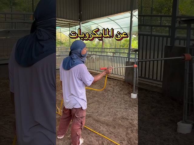 مببيد الجرة 500 مل