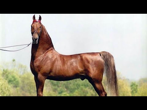 , title : '11 Raças de Cavalos Norte Americana'
