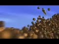 Gone Nutty 2002 Acorn Stampede Scene