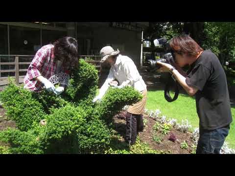 園芸 トピアリーアート、適応種