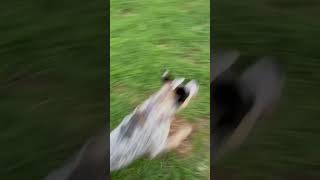 Video preview image #1 Mutt Puppy For Sale in Garden City, NY, USA