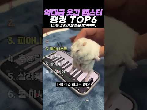 역대급 웃긴 햄스터 랭킹 TOP6