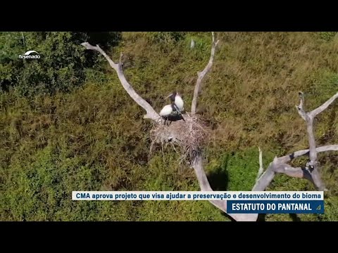 Veja o que prevê o projeto do Estatuto do Pantanal