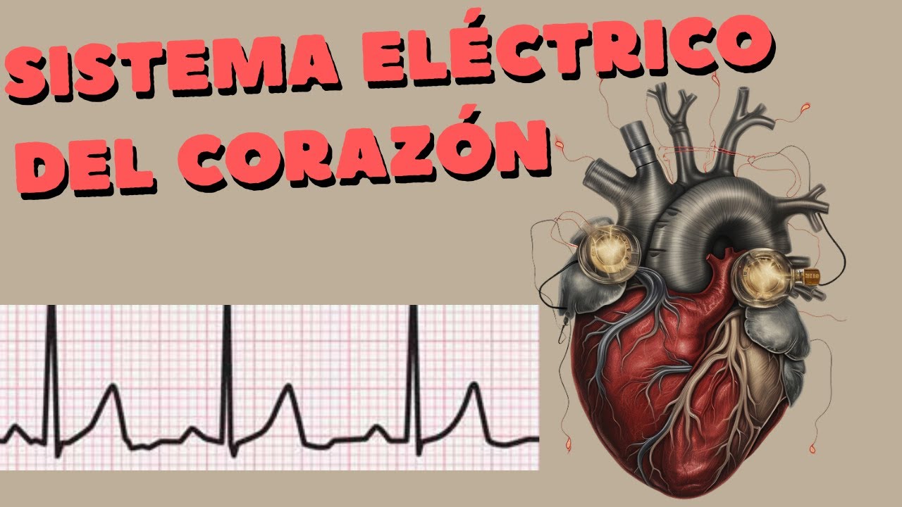 Sistema de conducción cardiaco y propiedades eléctricas del corazón