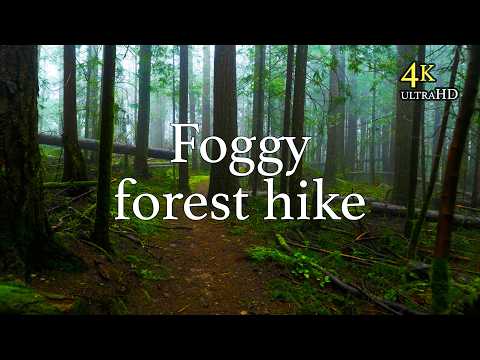 Foggy PNW Forest Hike to Raging River Bridge | 4K Virtual Hike