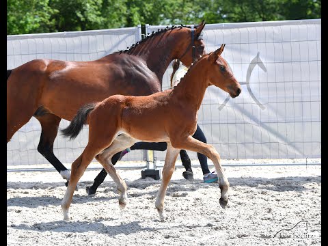 Hengstfohlen von LifeTime-Floriscount - For Sale