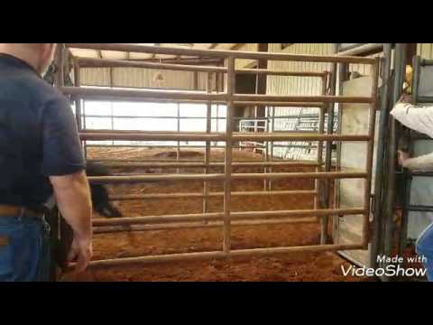 Ariona & Nimbus (2017 FL Extreme Mustang Makeover)