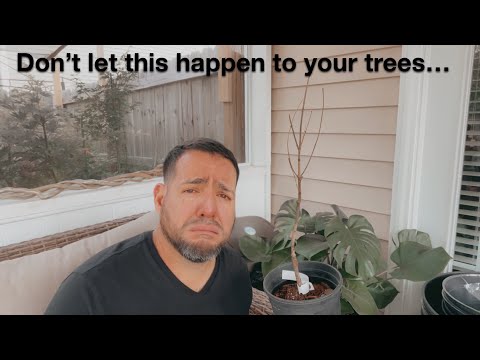 3 Common Mistakes People Do With Their Japanese Maples and Conifers (Remake)