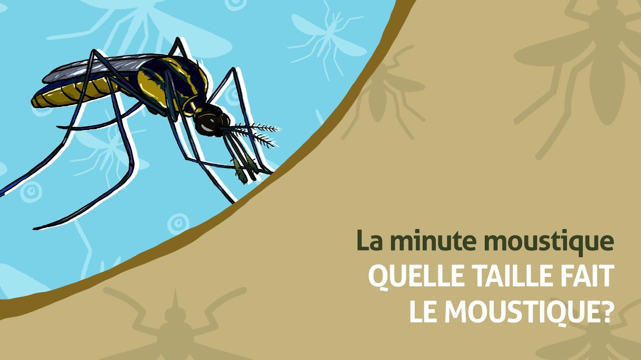 Quelle taille fait le moustique? | La Minute Moustique