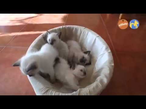 Elige tu raza - Siamés