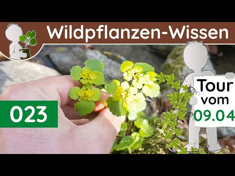 , title : '023 - Frühblüher-Schlucht & ein 🩸blutiges Ende 😉 - Wildpflanzen & Bäume (Botanik-Doku - April)'