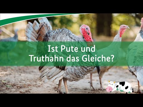 Ist Pute und Truthahn das Gleiche?