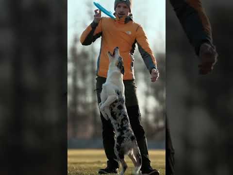 The Mejz Dog Border Collie - Ffip & Catch