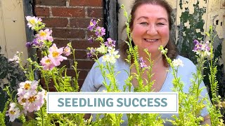 Natural Aphid Predators, Planting Summer Containers // Cottoverdi