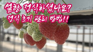 딸기 배지 관리!! 심는(정식) 방법!! 정식 한달관리 방법은?