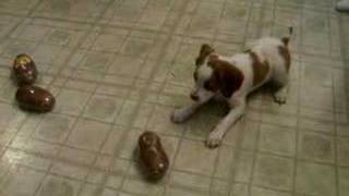 Brittany Spaniel Pup vs Potatoes