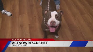 Adopt a furry friend from Petfinder.com and ActNow Rescue