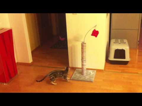 Bengal Inessa jumping