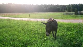 05 DMX Krew - Guest House [BREAKIN RECORDS]