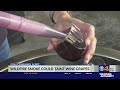 Wildfire smoke could taint wine grapes