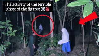The activity of the terrible ghost of the fig tree | #ghost #horrormovies #horror #bhoot
