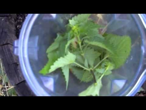 *WATCH:STINGING NETTLE TONIC CURES ITS OWN STING*