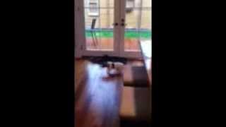 Jack Russell Terrier, Archie - Getting Ready for 2014 Alabama Football Season...Roll Tide Roll!