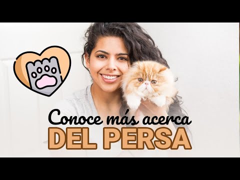 🐱Conoce el gato Persa🐱 - Estándar de la raza, Convivencia y Salud