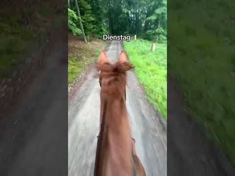 Zeit?! Das kennen Reiter nicht 😂 #rider #horse #equestrian #horsesofyoutube #marinaschuster