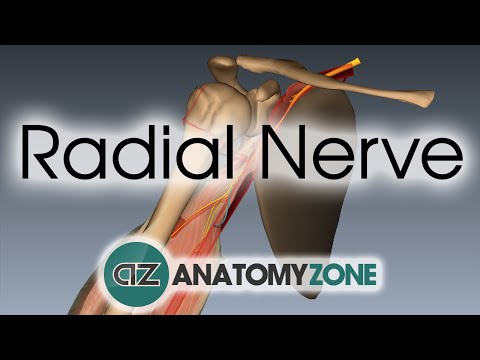 Nervus radialis