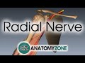 Radial Nerve | 3D Anatomy Tutorial