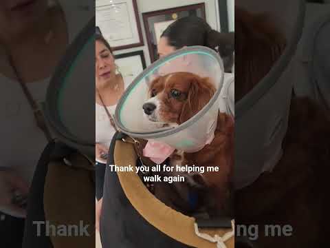 Bella after Surgery