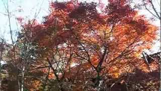 preview picture of video 'Autumn-Leaves at Kamakura-gū (鎌倉宮 紅葉)'