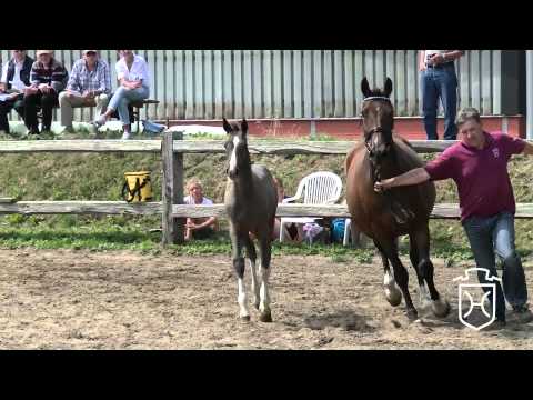 204 Stutfohlen von Clarimo   Caretino   Briscar